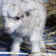Illustration for article titled The best cashmere comes from adorable clones of Himalayan goats